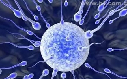 枸杞治疗不育不孕（北京治疗不育不孕的医院有哪些）